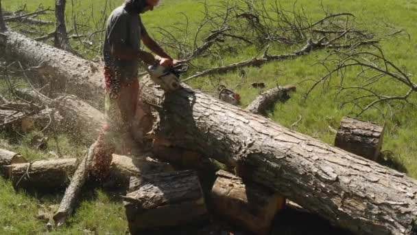 Professional Chainsaw Operator Cutting Pine Tree Slow Motion Cut Resistant — Stock Video