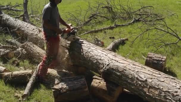 Professional Chainsaw Operator Cutting Pine Tree Slow Motion Cut Resistant — Stock Video