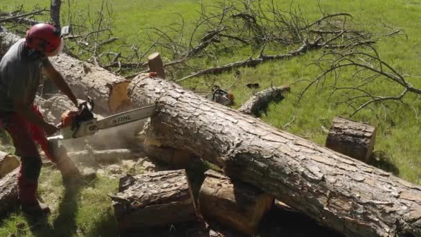 Operador Motosierra Profesional Cortar Árbol Pino Cámara Lenta Con Pantalones — Vídeo de stock