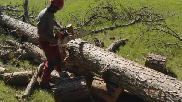 Operador Motosierra Profesional Cortar Árbol Pino Cámara Lenta Con Pantalones — Vídeo de stock