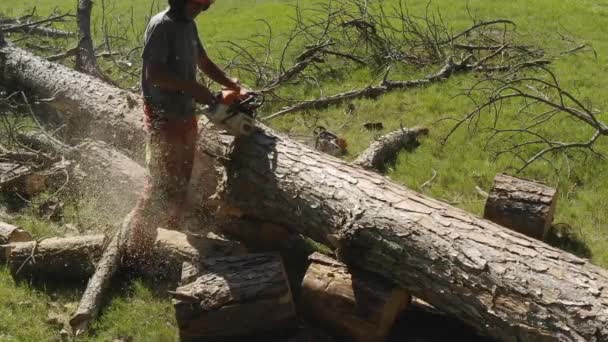 Professional Chainsaw Operator Cutting Pine Tree Slow Motion Cut Resistant — Stock Video