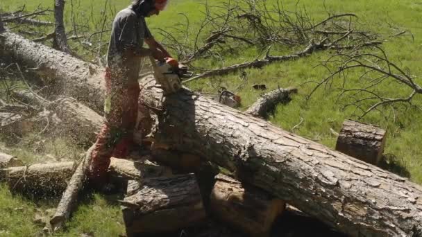 Operador Motosierra Profesional Cortar Árbol Pino Cámara Lenta Con Pantalones — Vídeo de stock