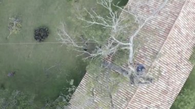 Ağaç üzerinde çalışan bir ağaç ustası ve yerde güvenlik önlemleriyle çalışan işçiler ile yükseklikte kesilip budamak. Halatlar, makaralar, emniyet kemerleri, kask, kesim önleyici botlar ve eldivenler kullanılıyor.