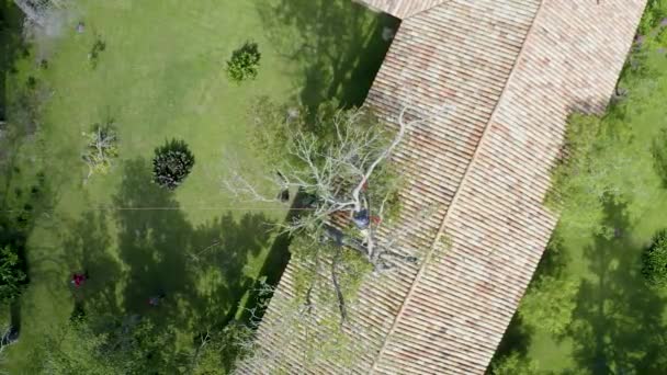 Abattage Élagage Hauteur Avec Arboriste Travaillant Sur Arbre Des Travailleurs — Video