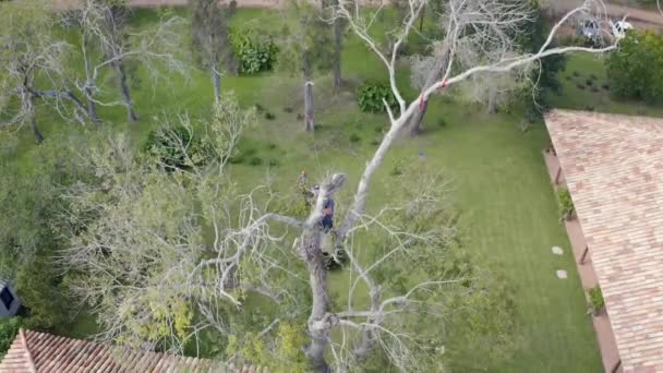 Fällung Und Baumschnitt Der Höhe Wobei Ein Baumpfleger Baum Und — Stockvideo