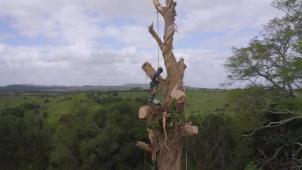 Arborista Trepó Árbol Cortando Ramas Eucalipto Globulus Con Cuerdas Arnés — Vídeos de Stock