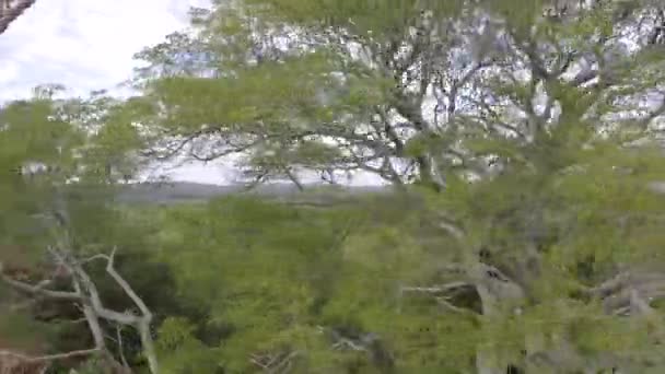 Ağaççı Ağaca Tırmandı Okaliptüs Globulus Ağacının Dallarını Halat Koşum Takımı — Stok video