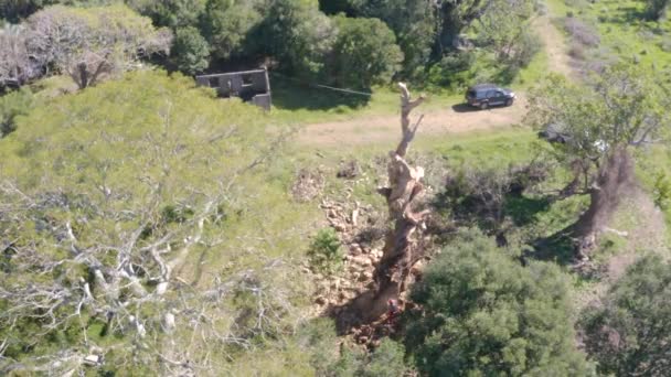 Favágó Megmászott Egy Eukaliptusz Gömbfa Ágait Kötelekkel Hámokkal Sisakkal Magasban — Stock videók