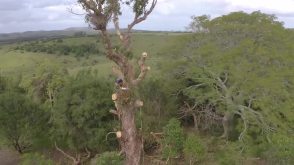 Arborista Escalou Galhos Cortantes Uma Árvore Eucalipto Globulus Com Cordas — Vídeo de Stock