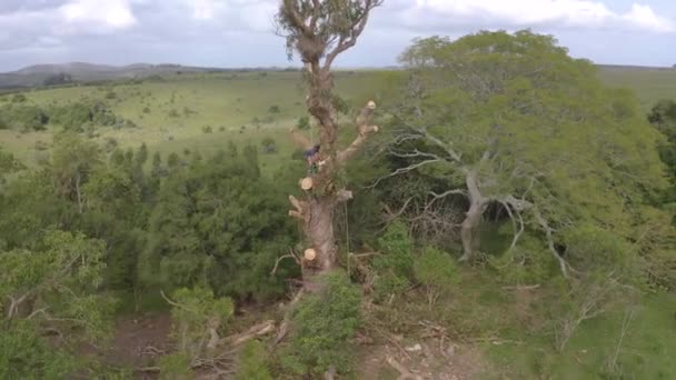 Ağaççı Ağaca Tırmandı Okaliptüs Globulus Ağacının Dallarını Halat Koşum Takımı — Stok video