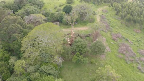 방화범은 굴착기 투구를 사용하여 유칼립투스 나무의 가지를 나무에 올라갔다 나무에서 — 비디오