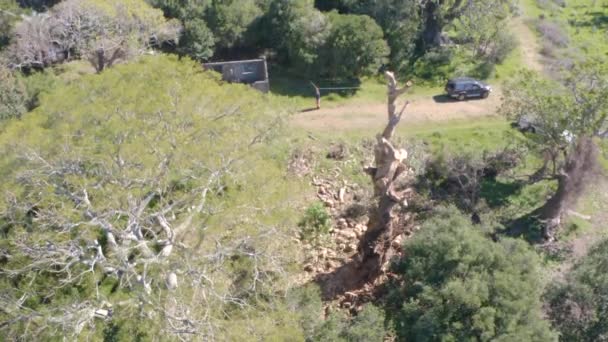 Favágó Megmászott Egy Eukaliptusz Gömbfa Ágait Kötelekkel Hámokkal Sisakkal Favágó — Stock videók