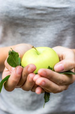Ellerinde yaprakları ile yeşil elma.
