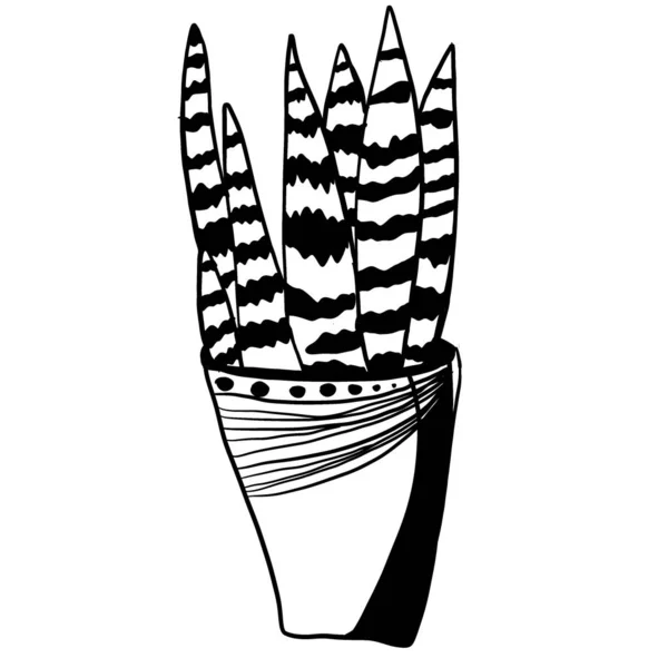 Ilustração Desenhada Mão Preto Branco Plantas Interior Vasos — Fotografia de Stock