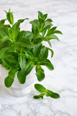 Büyük paket harç mermer zemin, nane sauc, nane