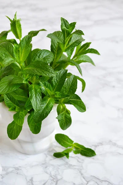 Büyük paket harç mermer zemin, nane sauc, nane