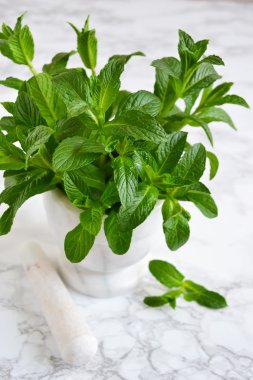 Büyük paket harç mermer zemin, nane sauc, nane