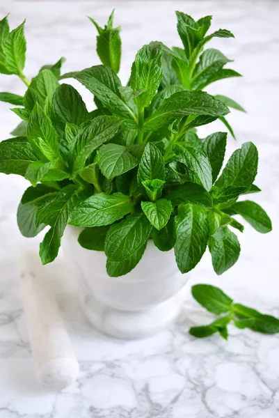 Büyük paket harç mermer zemin, nane sauc, nane