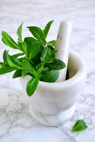 Büyük paket harç mermer zemin, nane sauc, nane