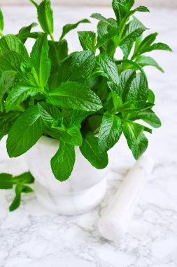 Büyük paket harç mermer zemin, nane sauc, nane