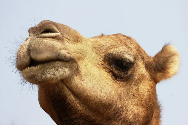Kamel bei Pushkar — Stockfoto