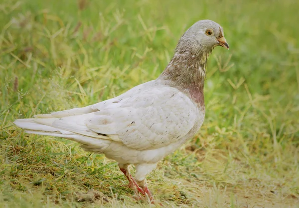 Pigeon ou colombe — Photo
