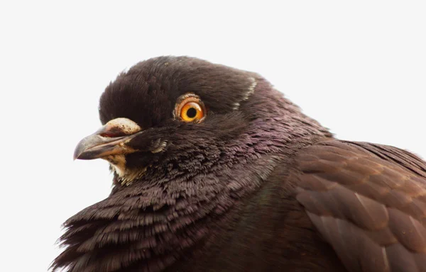 Carneau Pigeon gros plan — Photo