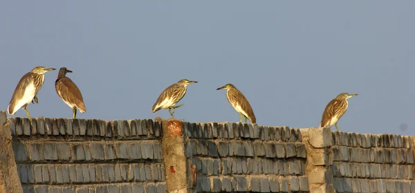 Vögel treffen sich an der Wand — Stockfoto