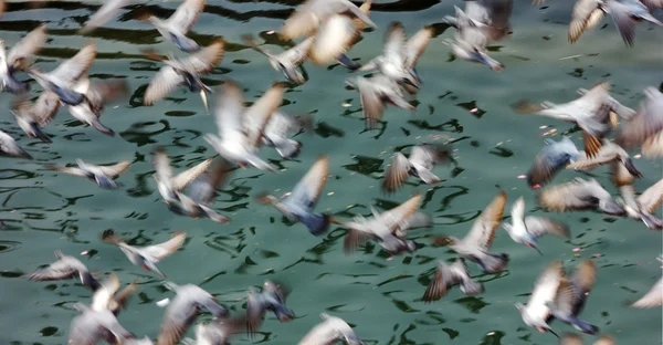 Абстрактный летающий голубь — стоковое фото