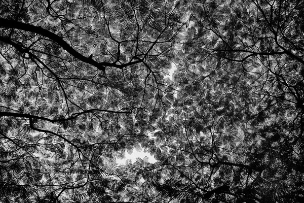 Černá a bílá strom abstraktní — Stock fotografie