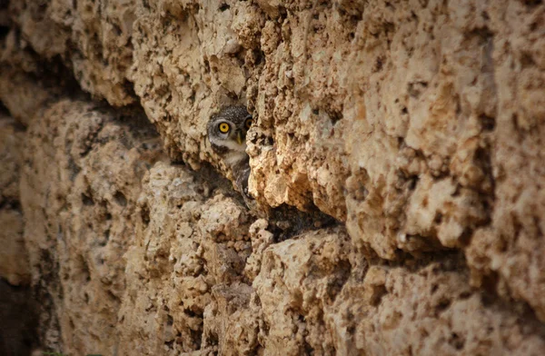 Burrowing owl espera — Foto de Stock