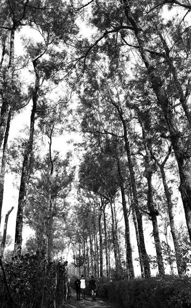 Abstraktní stromy (černobílé) — Stock fotografie