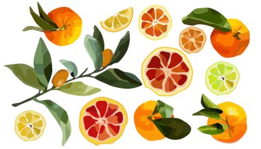 Turunçgiller bir bütün ve dilimlenmiş.