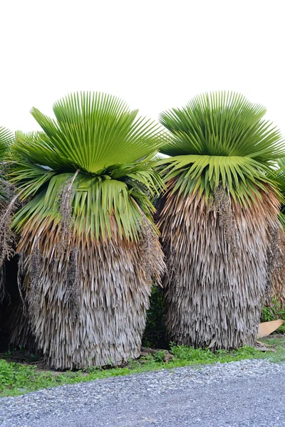 Cuban Petticoat Plam tree — Stock Photo, Image