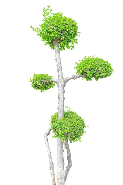 Streblus asper träd — Stockfoto