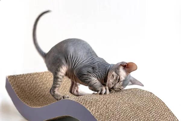 Shot Don Sphynx Kitten Sharpening Its Claws Scratching Post Funny — Stock Photo, Image