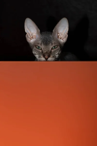 Снимок Котенка Дона Сфинкса Выглядывающего Оранжевого Стола Смешной Игривый Зверь — стоковое фото