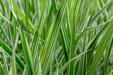 Bahçedeki bulanık yeşil arka planda yeşil yaprağın yakın doğa görüntüsü. Ekoloji kavramı.
