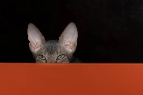 Skott Don Sphynx Kattunge Tittar Från Det Orange Bordet Ett — Stockfoto