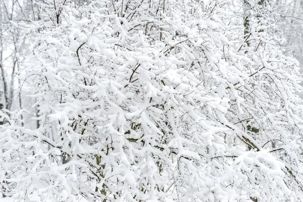 Schuss Von Ästen Unter Dem Schnee Park Bei Schneefall Natürliche — Stockfoto