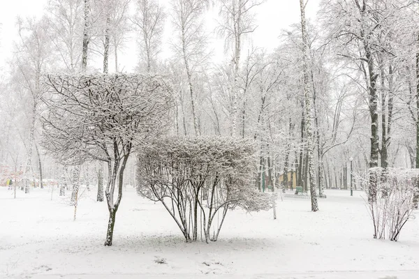 Tiro Árvores Arbustos Ornamentais Sob Neve Parque Durante Uma Queda — Fotografia de Stock