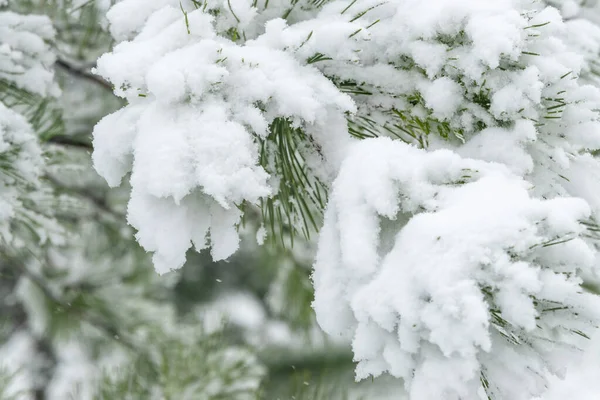 Zbliżenie Gałęzi Sosny Pod Śniegiem Parku Podczas Opadów Śniegu Naturalne — Zdjęcie stockowe