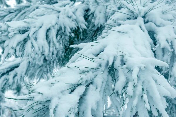 Nahaufnahme Von Kiefernzweigen Unter Dem Schnee Park Während Eines Schneefalls — Stockfoto