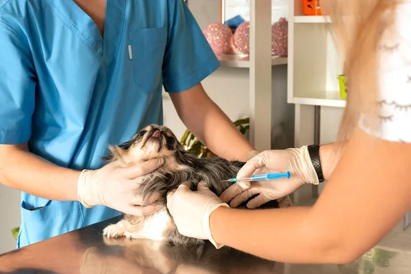 穿着工作服的女兽医和护士在兽医诊所给小狗注射疫苗 宠物护理概念 — 图库照片