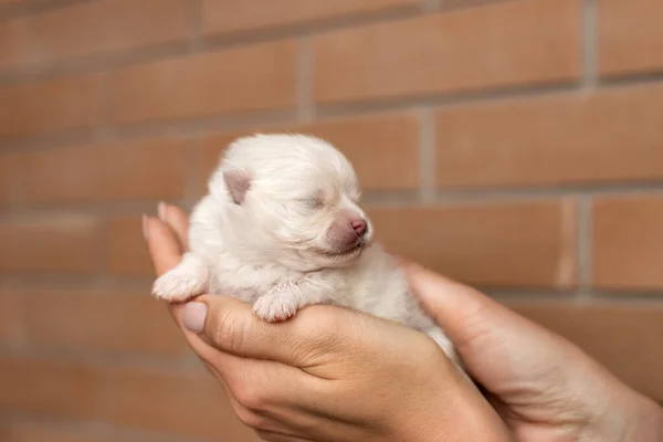 Cachorro Recién Nacido Spitz Acaba Nacer Encuentra Las Palmas Las —  Fotos de Stock