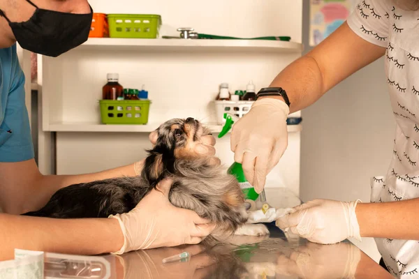 Veterinarian injections a dog  in a veterinary clinic. Pet care concept.