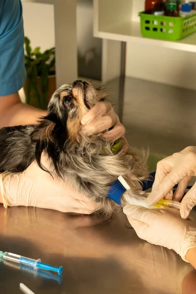 Veterinarian injections a dog  in a veterinary clinic. Pet care concept.