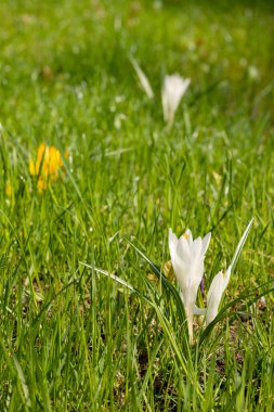 Baharın başında yeşil çimlerde yetişen beyaz kır çiçeği..
