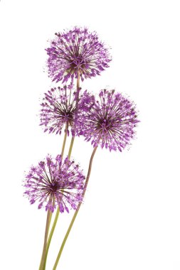 Dekoratif eflatun fiyonklar beyaz arka planda ve stüdyoda fotokopi alanı var. Kart, tebrikler, afiş