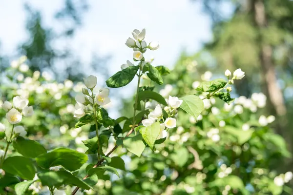 Prise Vue Belles Branches Cerise Blanche Fleurs Contre Ciel Bleu — Photo